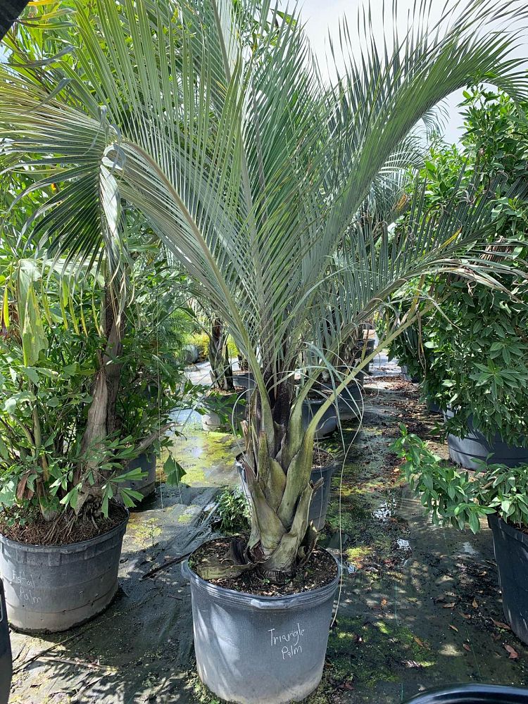 dypsis-decaryi-triangle-palm