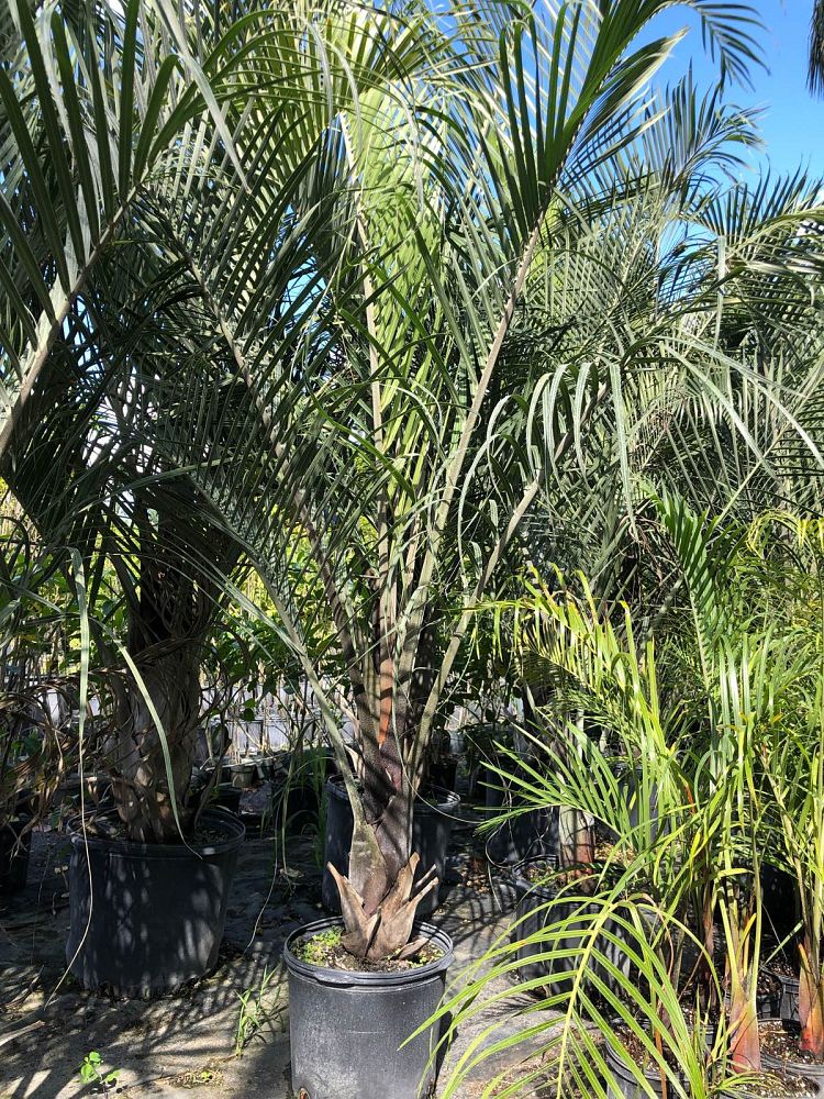dypsis-decaryi-triangle-palm