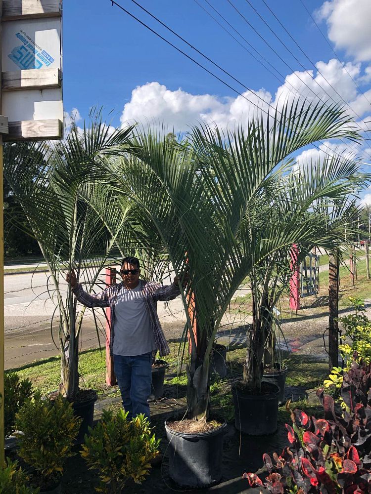 dypsis-decaryi-triangle-palm