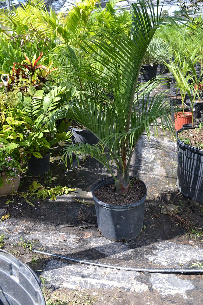 dypsis-decaryi-triangle-palm