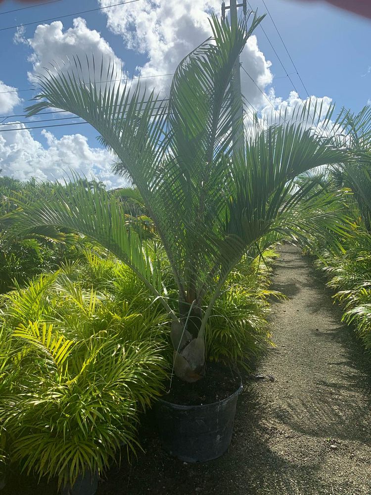dypsis-decaryi-triangle-palm