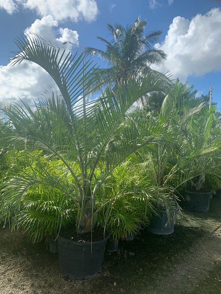 dypsis-decaryi-triangle-palm