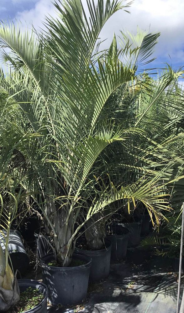 dypsis-decaryi-triangle-palm