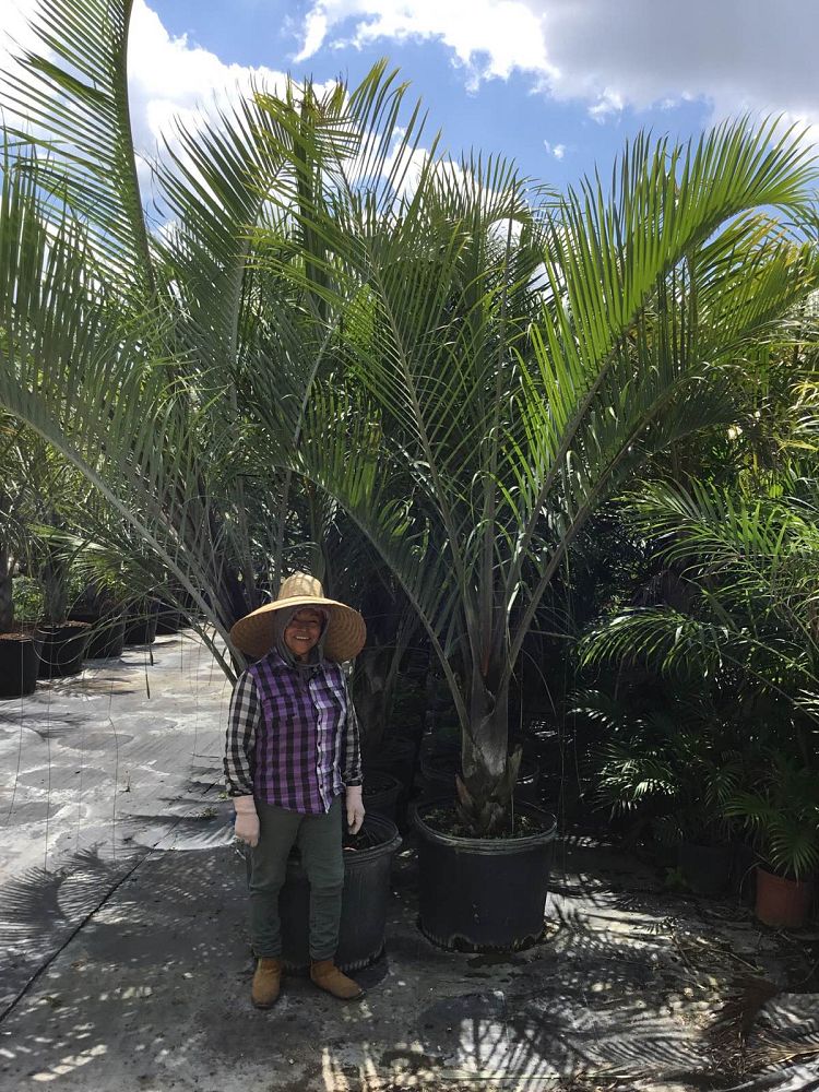 dypsis-decaryi-triangle-palm