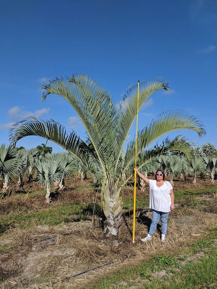 dypsis-decaryi-triangle-palm