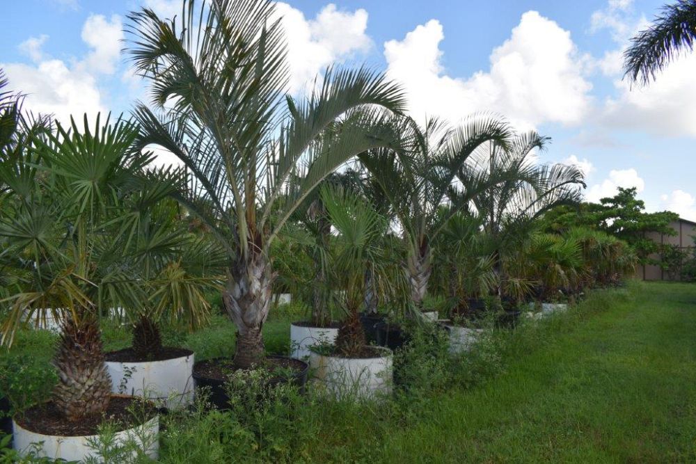 dypsis-decaryi-triangle-palm