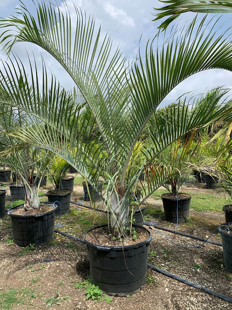 dypsis-decaryi-triangle-palm