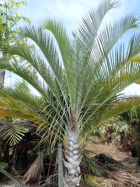 dypsis-decaryi-triangle-palm