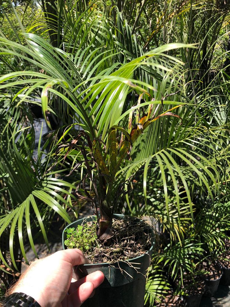 dypsis-decaryi-triangle-palm