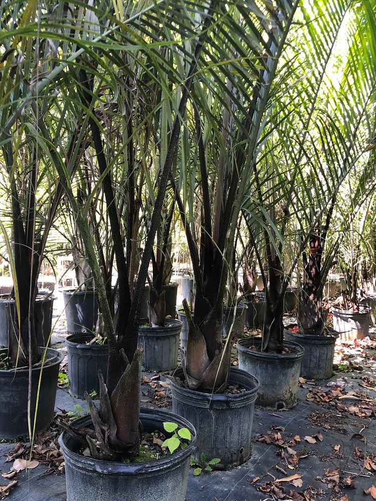 dypsis-decaryi-triangle-palm