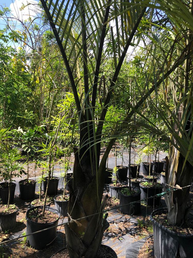 dypsis-decaryi-triangle-palm