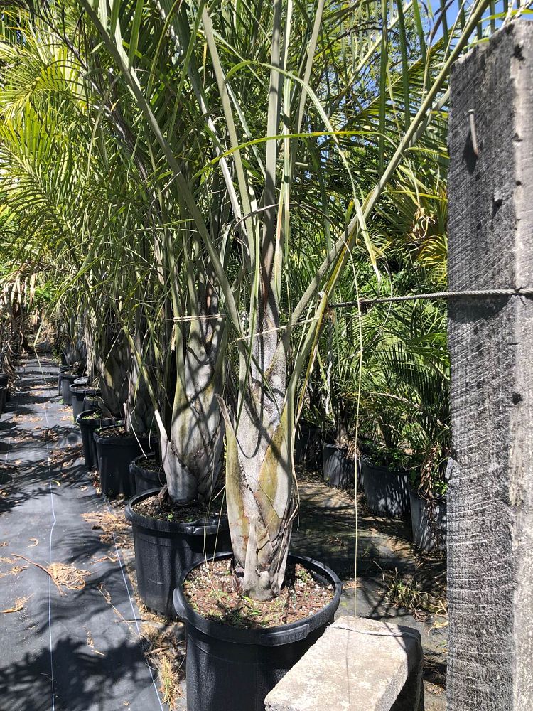 dypsis-decaryi-triangle-palm
