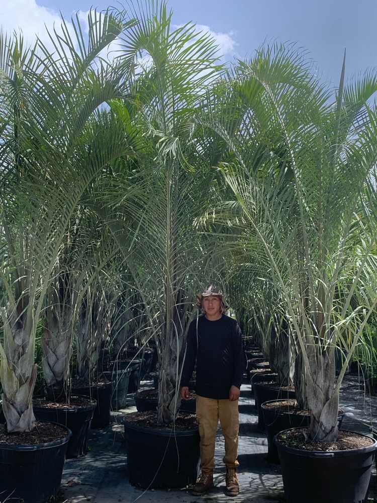 dypsis-decaryi-triangle-palm