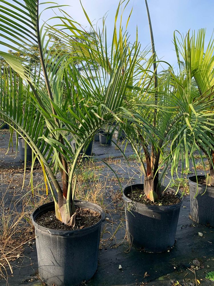 dypsis-decaryi-triangle-palm