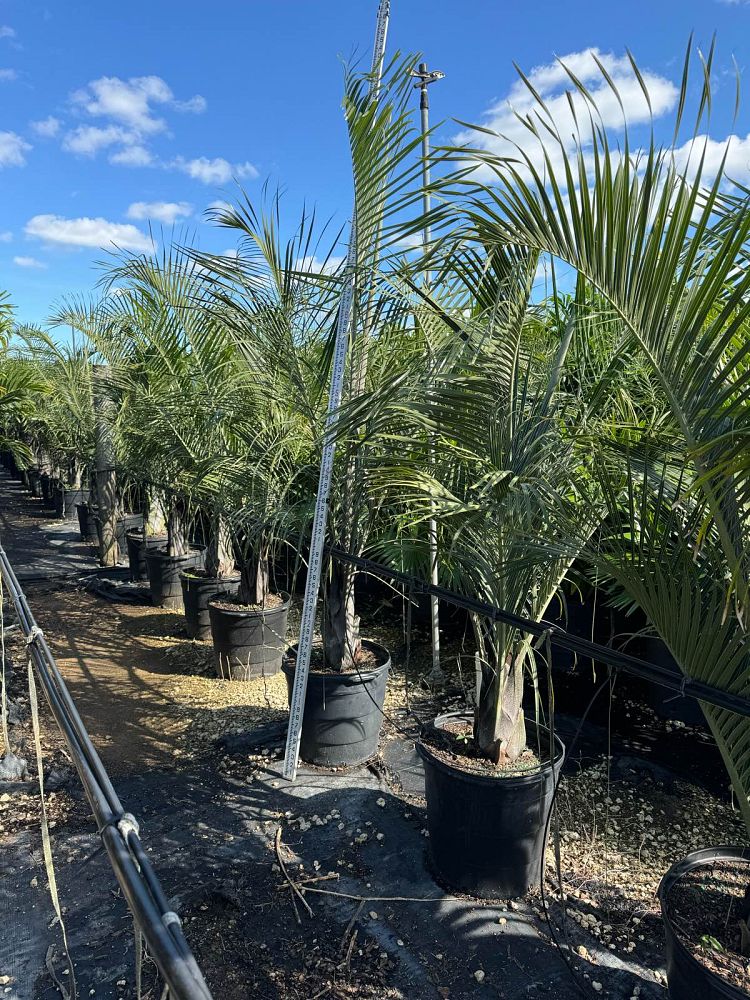 dypsis-decaryi-triangle-palm