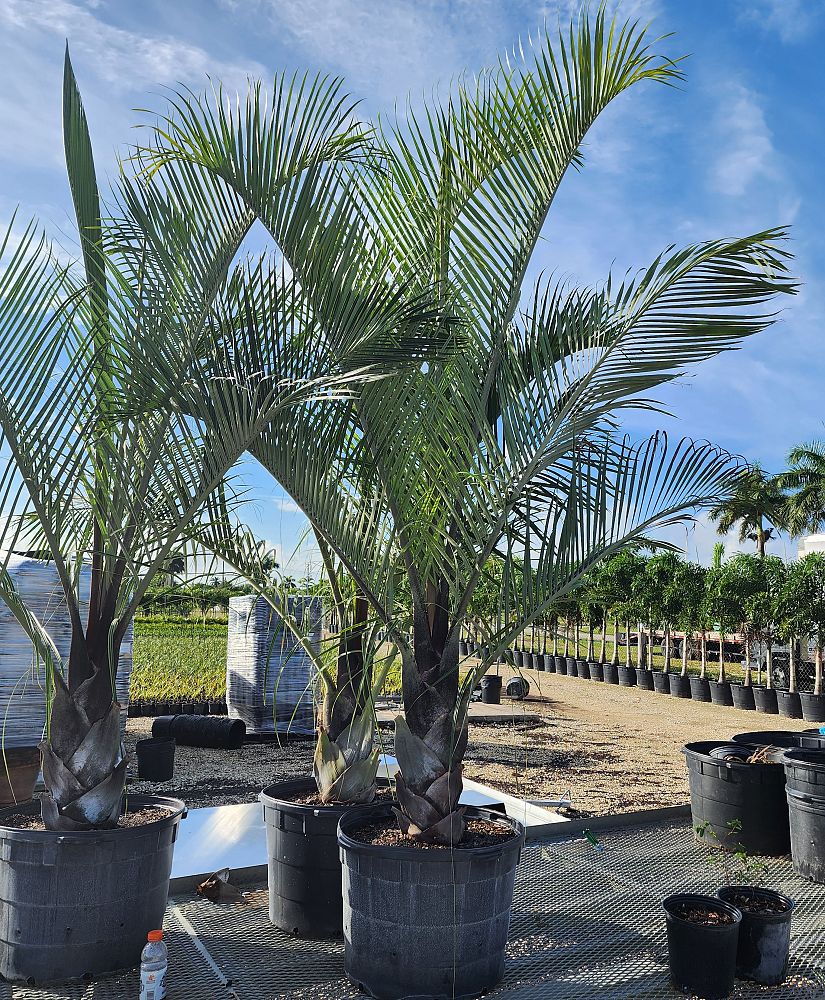 dypsis-decaryi-triangle-palm