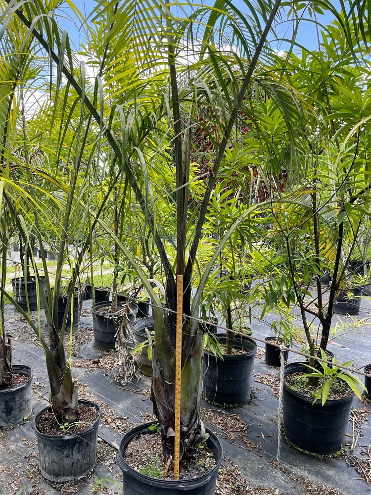 dypsis-decaryi-triangle-palm