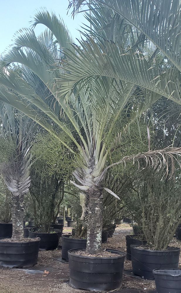 dypsis-decaryi-triangle-palm