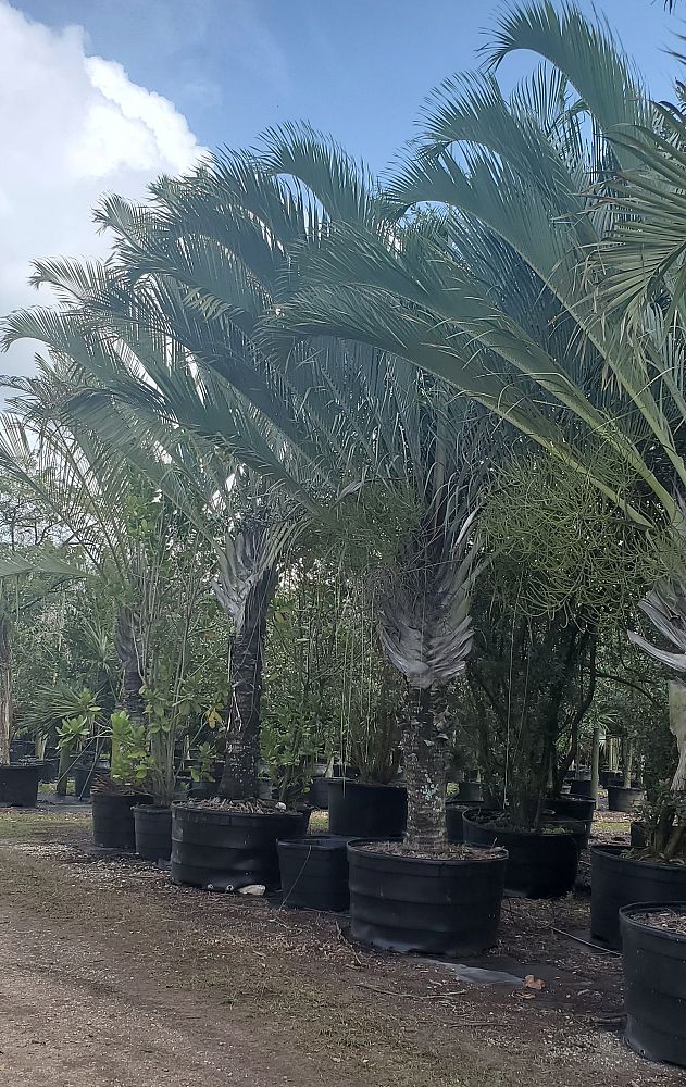 dypsis-decaryi-triangle-palm