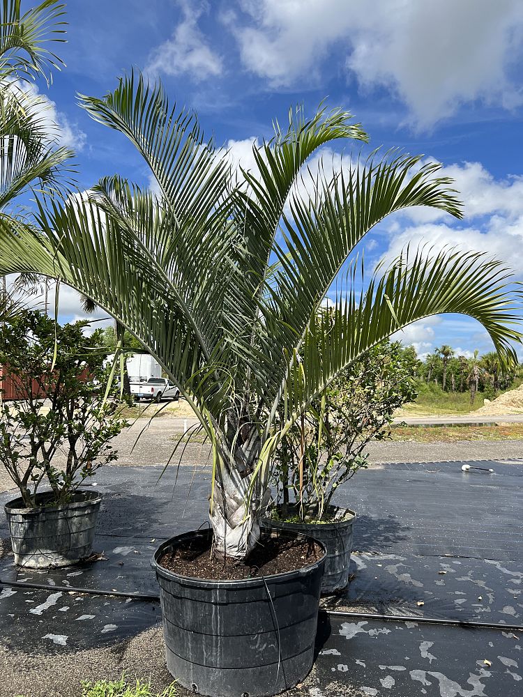 dypsis-decaryi-triangle-palm
