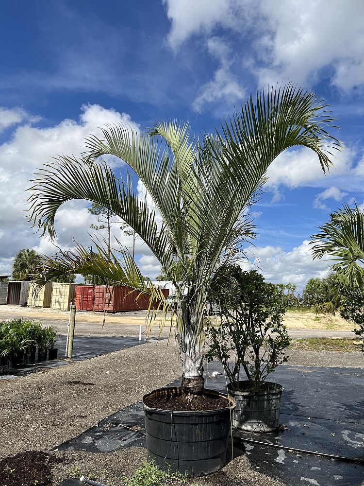 dypsis-decaryi-triangle-palm