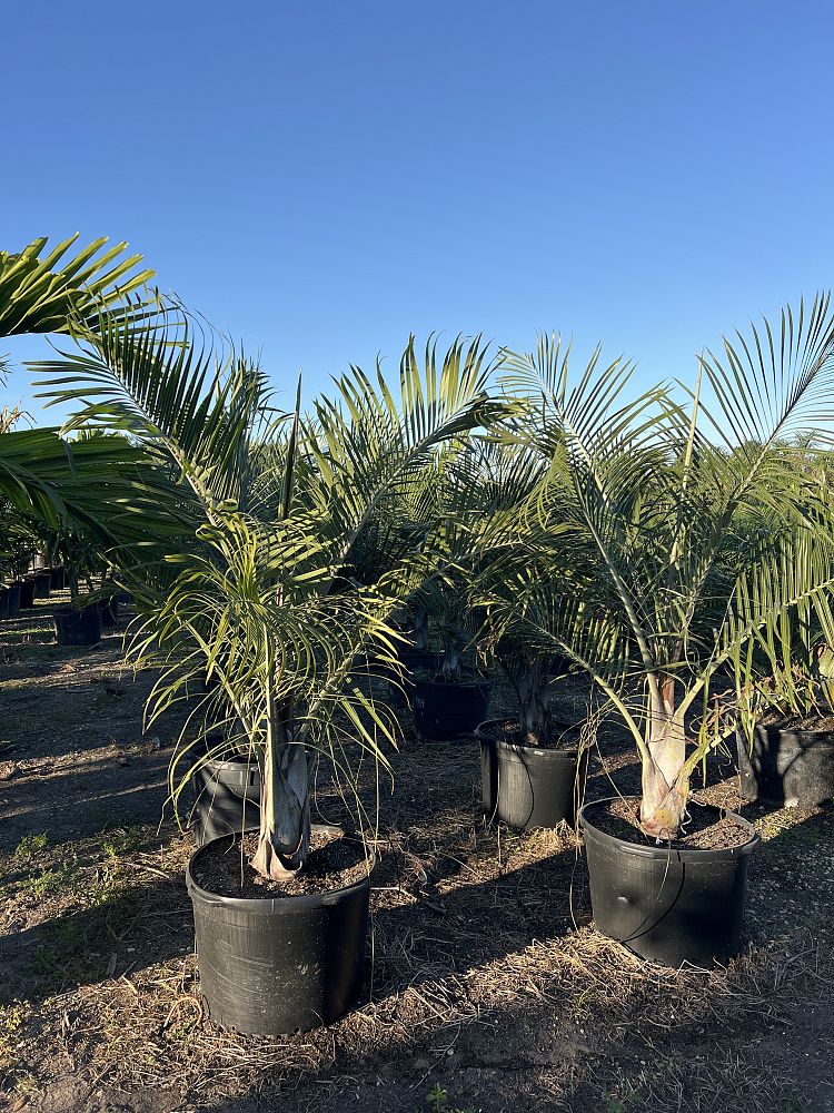 dypsis-decaryi-triangle-palm