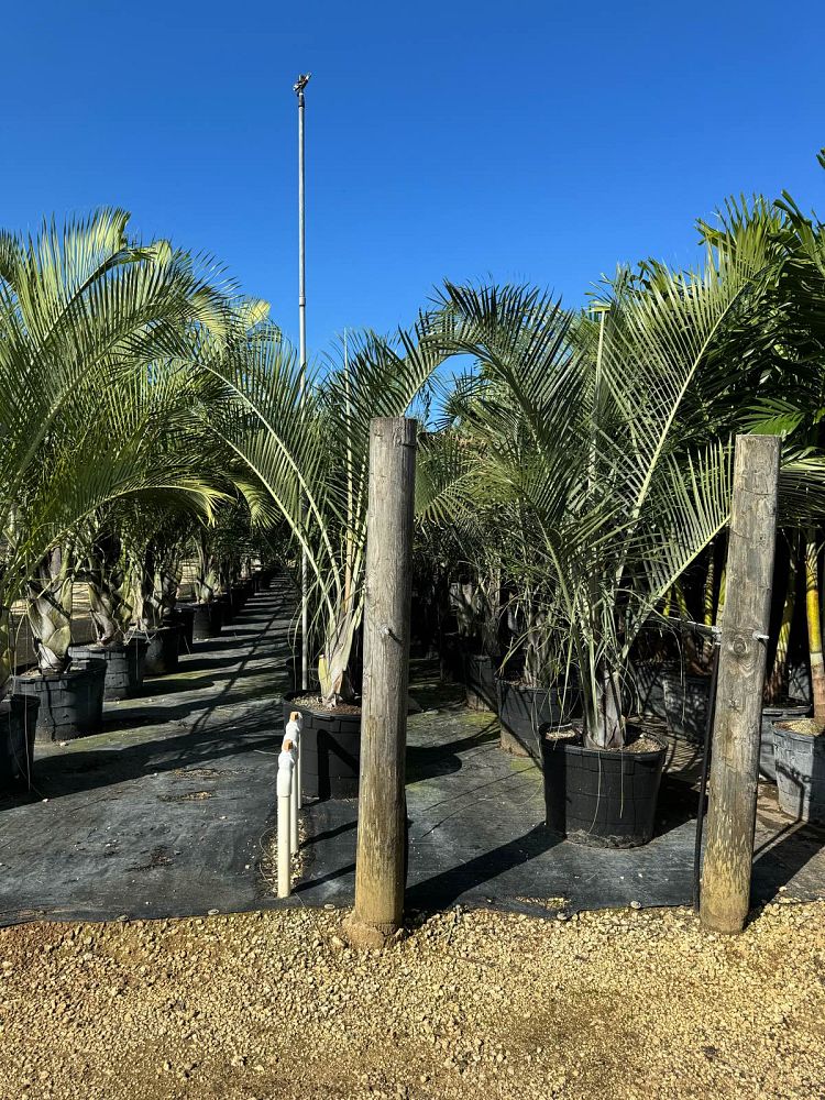 dypsis-decaryi-triangle-palm