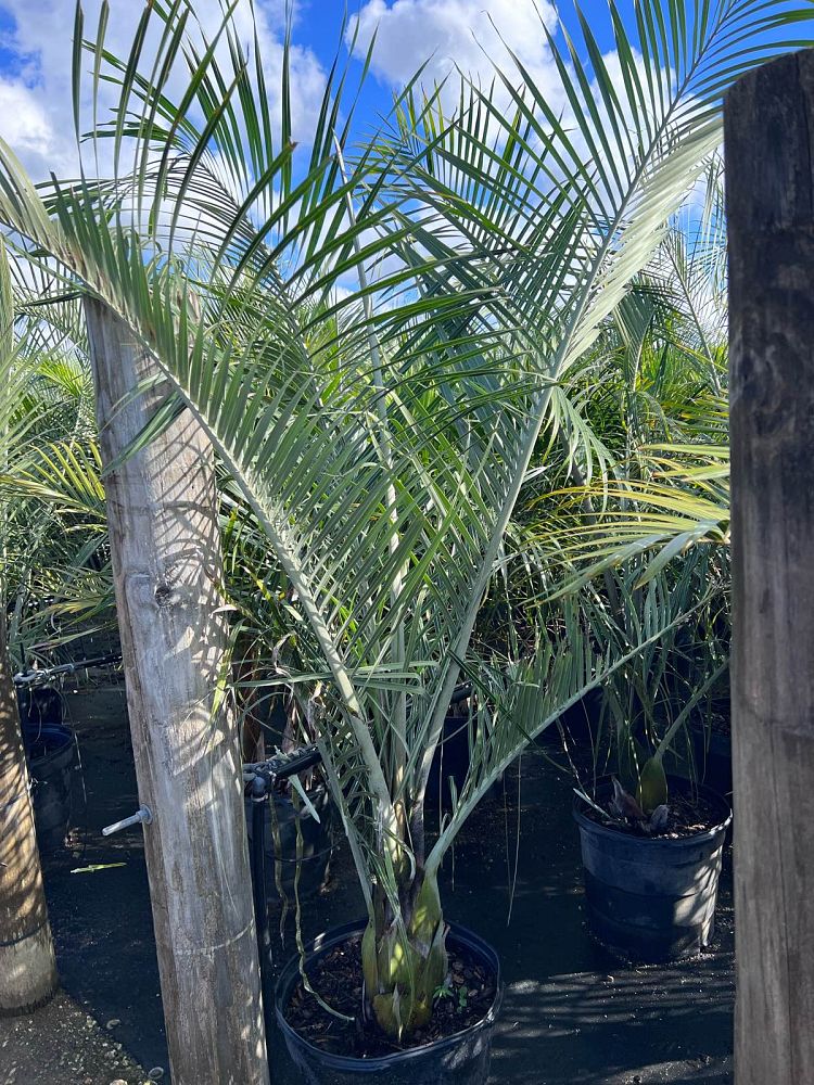 dypsis-decaryi-triangle-palm