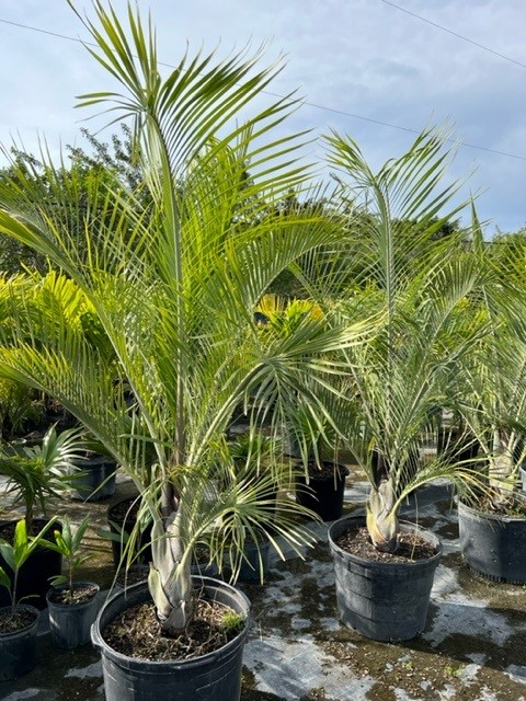 dypsis-decaryi-triangle-palm