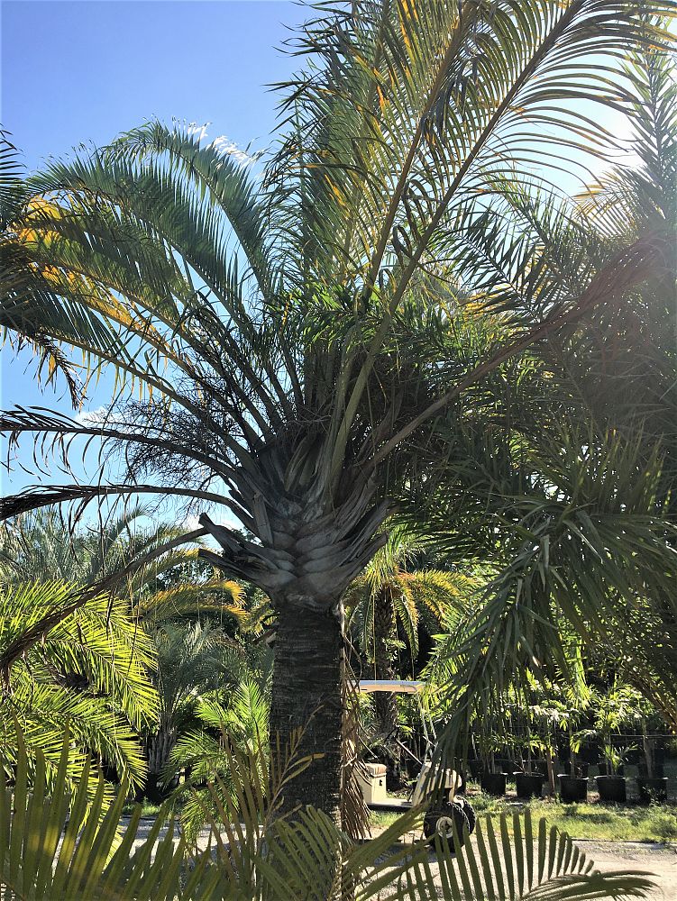 dypsis-decaryi-triangle-palm