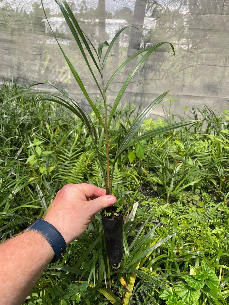 dypsis-decaryi-triangle-palm