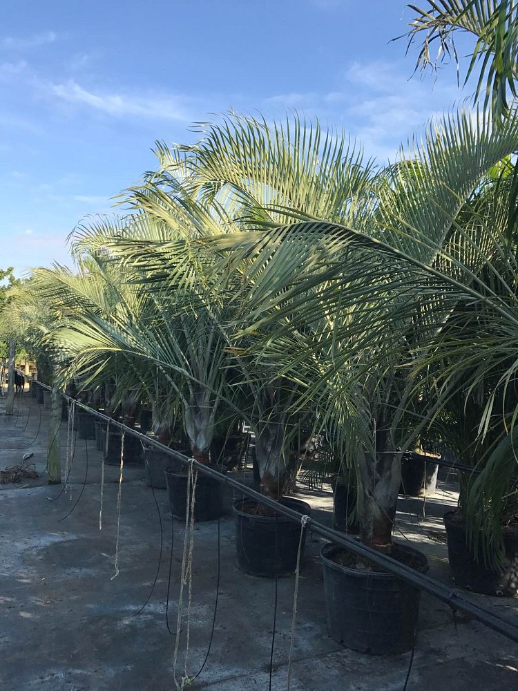 dypsis-decaryi-triangle-palm