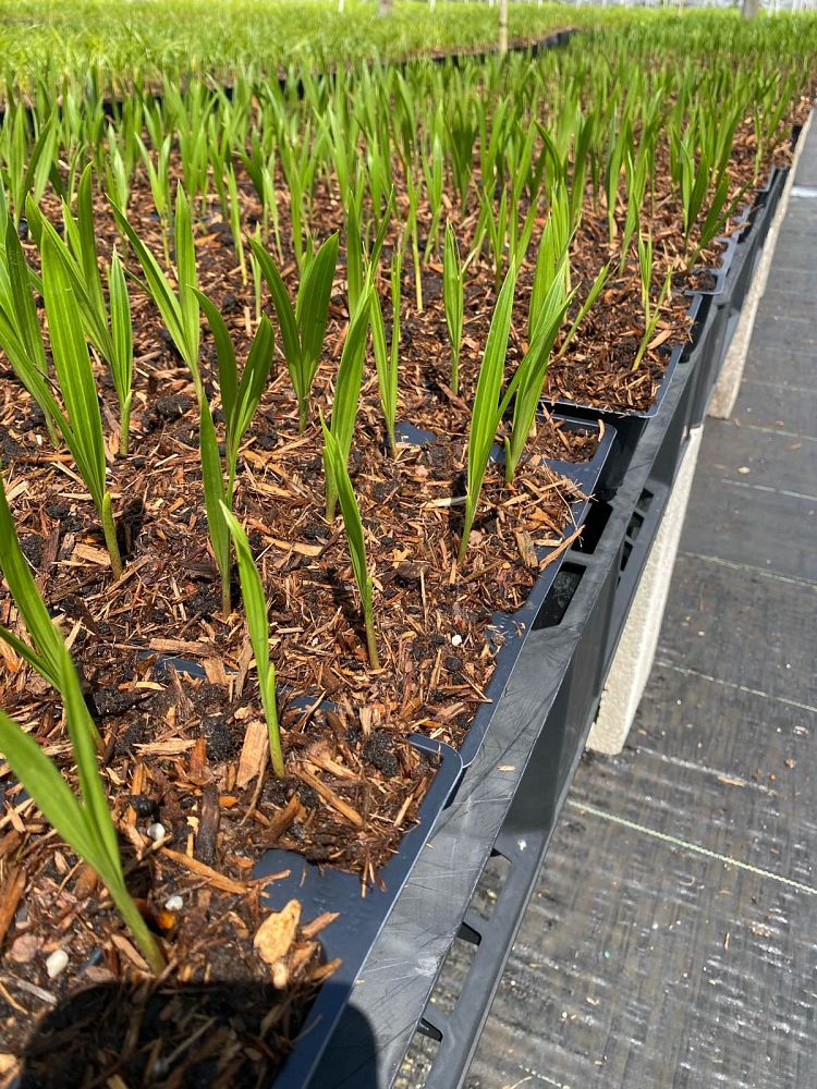 dypsis-decaryi-triangle-palm