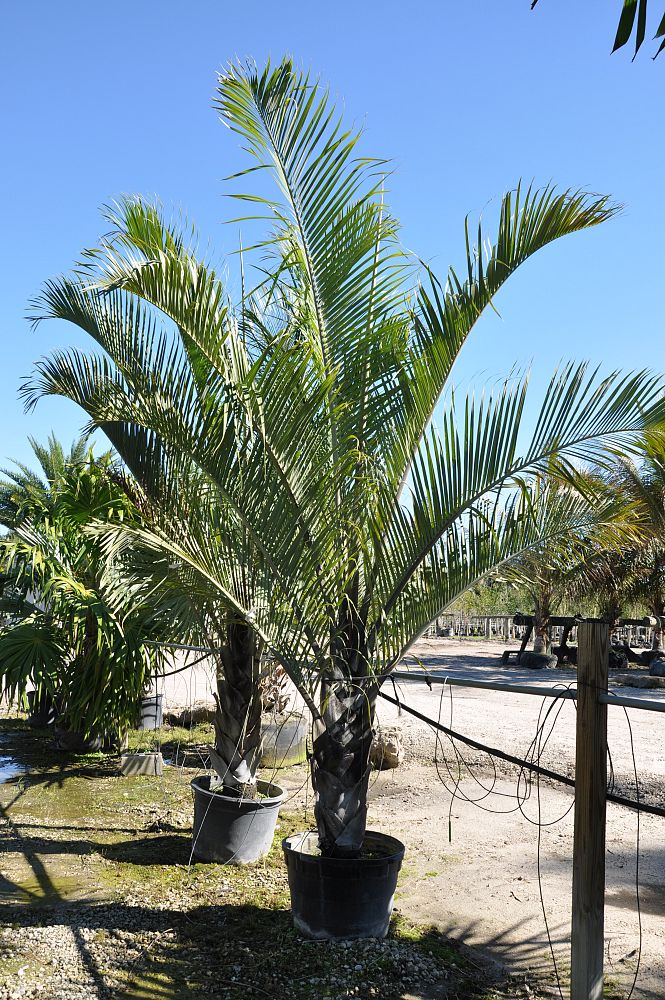 dypsis-decaryi-triangle-palm