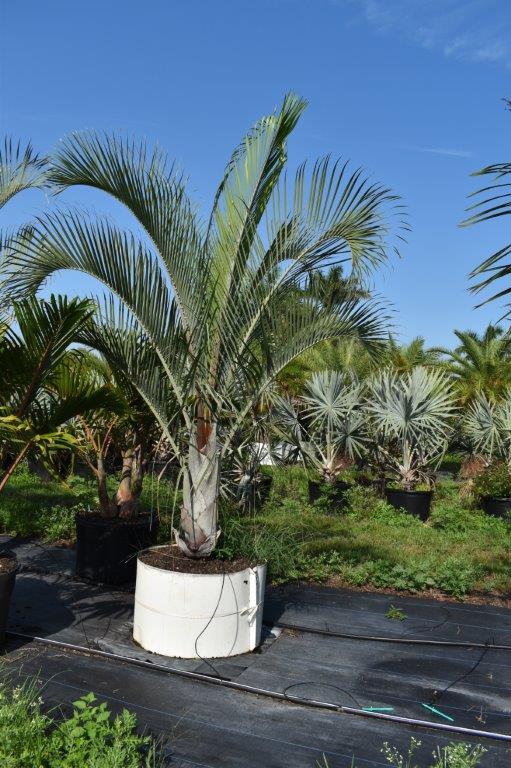 dypsis-decaryi-triangle-palm