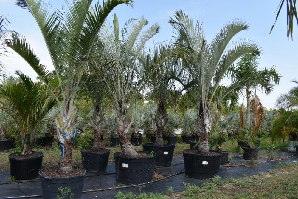 dypsis-decaryi-triangle-palm