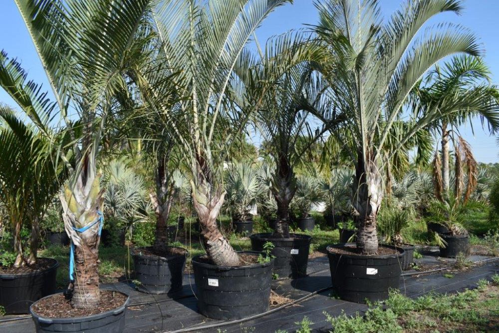 dypsis-decaryi-triangle-palm