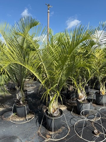 dypsis-decaryi-triangle-palm