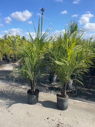 dypsis-decaryi-triangle-palm