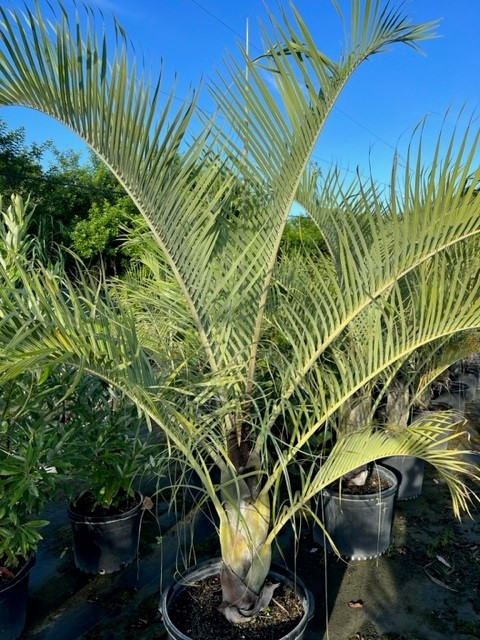 dypsis-decaryi-triangle-palm