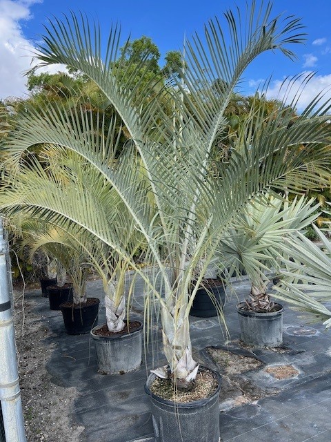dypsis-decaryi-triangle-palm