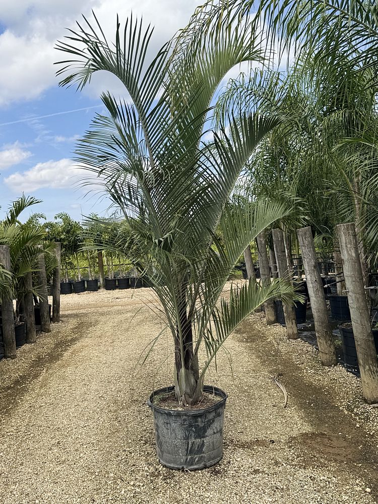 dypsis-decaryi-triangle-palm
