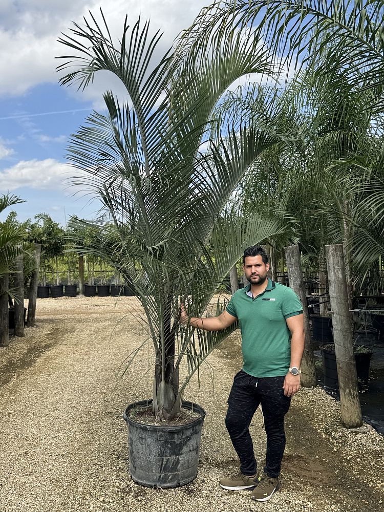 dypsis-decaryi-triangle-palm