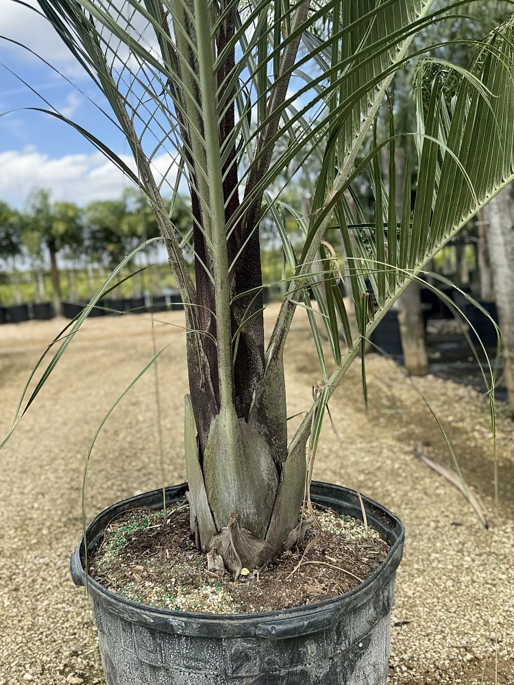 dypsis-decaryi-triangle-palm