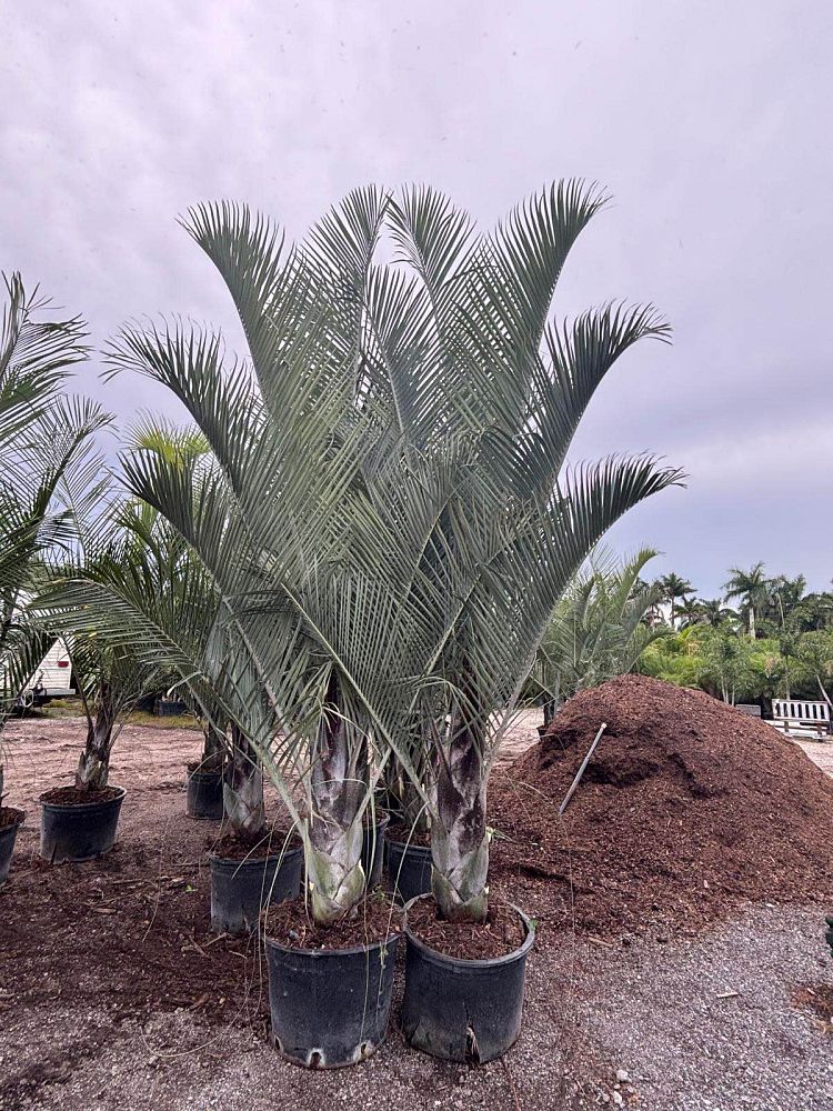 dypsis-decaryi-triangle-palm