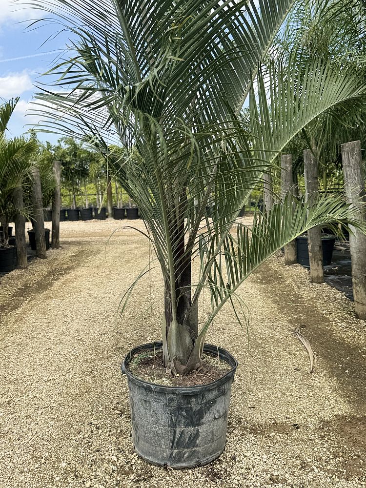 dypsis-decaryi-triangle-palm