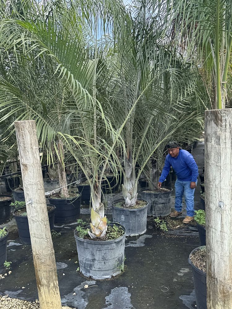 dypsis-decaryi-triangle-palm
