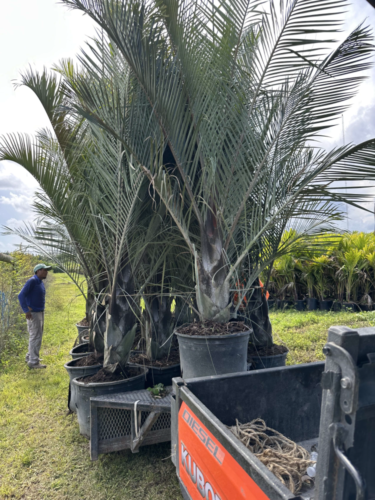 dypsis-decaryi-triangle-palm
