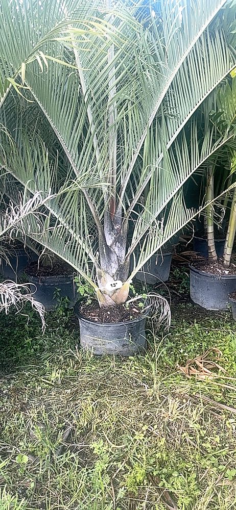 dypsis-decaryi-triangle-palm
