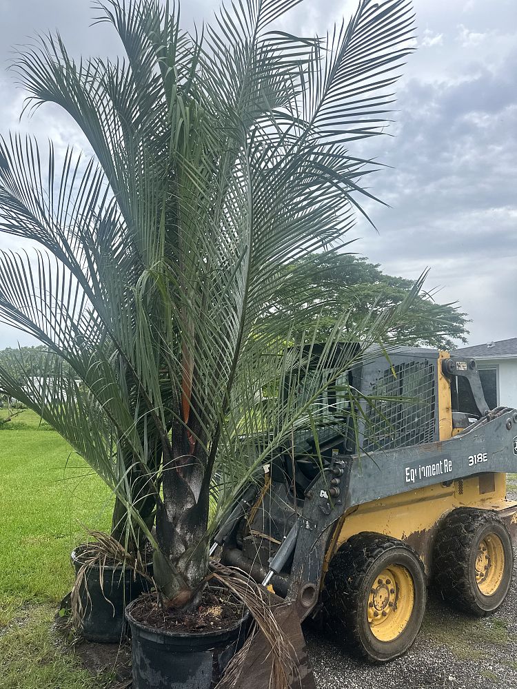 dypsis-decaryi-triangle-palm